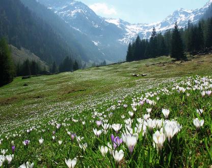 Frühling Südtirol Meran