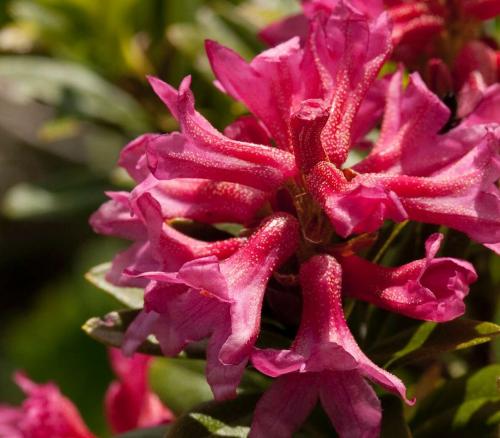 Alla fioritura del rosa alpino a Stulles