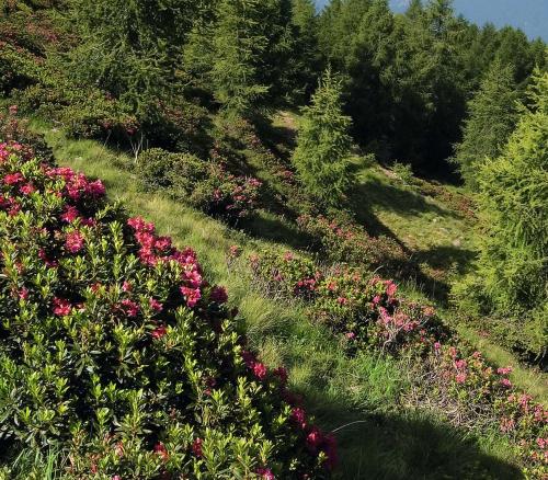 Alpine rose blossom