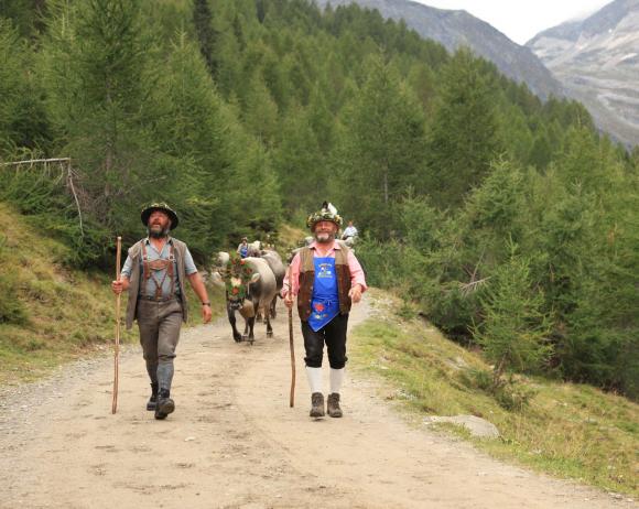 Almabtrieb im September Passeiertal