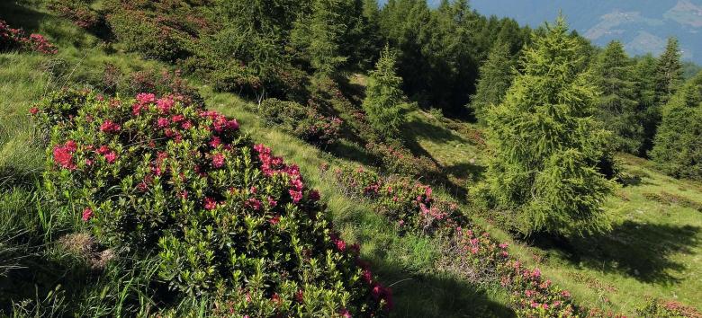 Alpine rose blossom