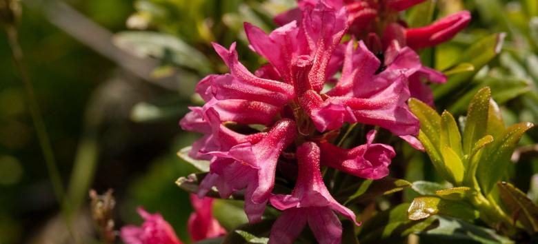 To the flowering of the alpine rose in Stulles